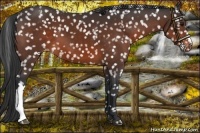 Horse Color:Brown Appaloosa 