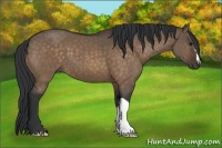 Horse Color:Bay Dun