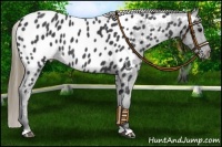 Horse Color:Smoky Black Near Leopard 