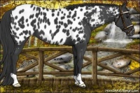 Horse Color:Black Appaloosa