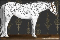 Horse Color:Black Splash Leopard 