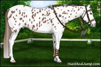 Horse Color:Chestnut Splash Leopard 