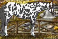 Horse Color:Black Near Leopard 