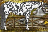 Horse Color:Black Near Leopard 