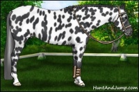 Horse Color:Black Near Leopard 