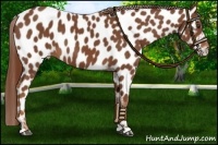 Horse Color:Chestnut Appaloosa 