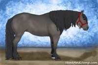 Horse Color:Black Rabicano 
