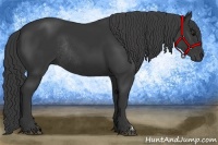 Horse Color:Black Rabicano 