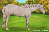 Horse Color:Chestnut Appaloosa 