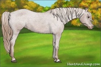 Horse Color:Chestnut Appaloosa