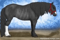 Horse Color:Black Rabicano 