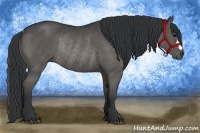 Horse Color:Black Rabicano