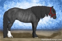 Horse Color:Black Rabicano 