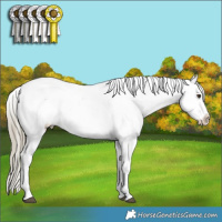 Horse Color:White Spotted Liver Chestnut Appaloosa Rabicano 