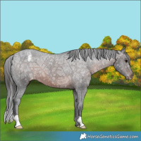 Horse Color:Brown Ice Appaloosa