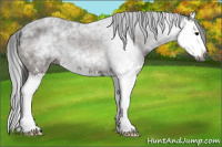 Horse Color:Gray Bay Roan Splash 