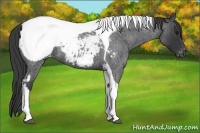 Horse Color:Blue Roan Tobiano Appaloosa
