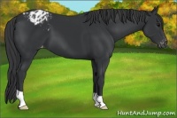 Horse Color:Black Appaloosa 