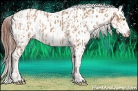 Horse Color:Amber Champagne Appaloosa  and Amber Champagne Appaloosa Rabicano 