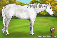 Horse Color:Gray White Spotted Black