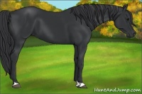 Horse Color:Black 
