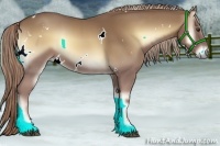 Horse Color:White Spotted Palomino Onyx