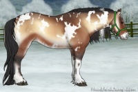 Horse Color:White Spotted Buckskin Onyx 