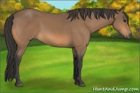 Horse Color:Buckskin 