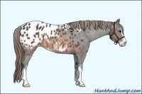 Horse Color:Buckskin Sabino Appaloosa
