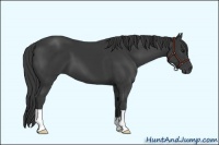 Horse Color:Smoky Black