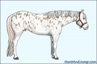 Horse Color:White Spotted Palomino Sabino Appaloosa 
