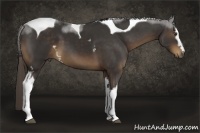 Horse Color:White Spotted Liver Chestnut Tobiano 