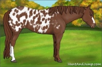 Horse Color:Chestnut Appaloosa 