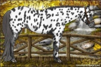 Horse Color:Black Appaloosa 