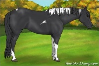 Horse Color:Black Tobiano Rabicano 