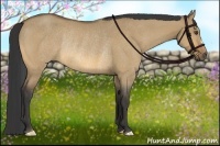 Horse Color:Buckskin Dun Rabicano 