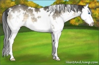 Horse Color:White Spotted Buckskin Splash 