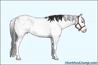 Horse Color:Grullo Sabino Splash 