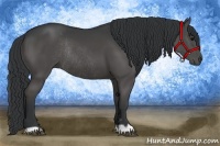 Horse Color:Black Rabicano 