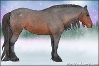 Horse Color:Brown Appaloosa 