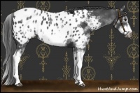 Horse Color:White Spotted Blue Roan Splash Frame Near Leopard 