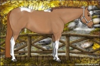 Horse Color:Red Roan Tobiano 