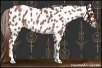 Horse Color:Red Roan Leopard 
