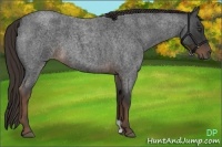 Horse Color:Liver Red Roan 