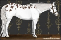 Horse Color:Silver Bay Splash Appaloosa 