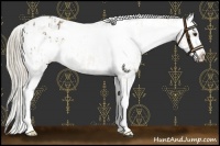 Horse Color:Chocolate Palomino Appaloosa  and Chocolate Palomino Roan Sabino Appaloosa 