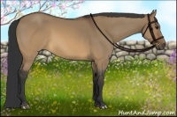 Horse Color:Brown Dun 
