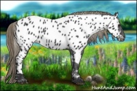 Horse Color:Liver Chestnut Near Leopard 