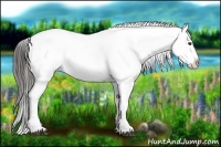 Horse Color:Liver Chestnut Appaloosa 