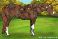 Horse Color:Chestnut Ice 